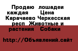 Продаю 2лошадеи каждая 45 › Цена ­ 45 - Карачаево-Черкесская респ. Животные и растения » Собаки   